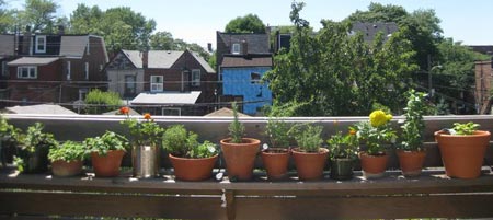 Herbs growing on a deck (Photo: Evergreen)